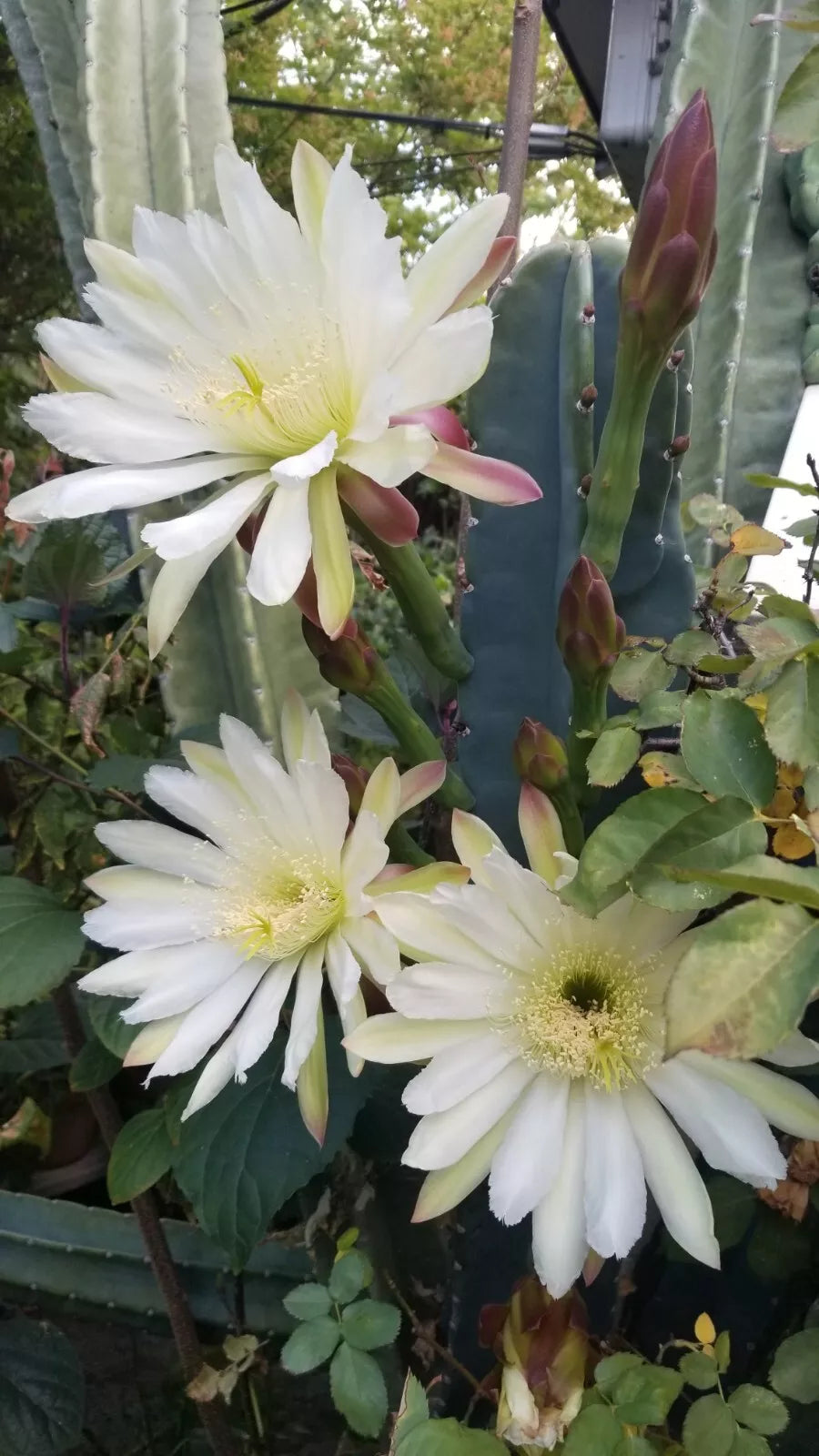 10 Inch Cactus Cutting | Succulent Variety | Perfect for Propagation | Opuntia spp.