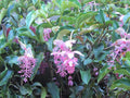 Royal Chandelier Medinilla Plant | Live Well Rooted Starter Plant | Rare Exotic Variety | Medinilla magnifica
