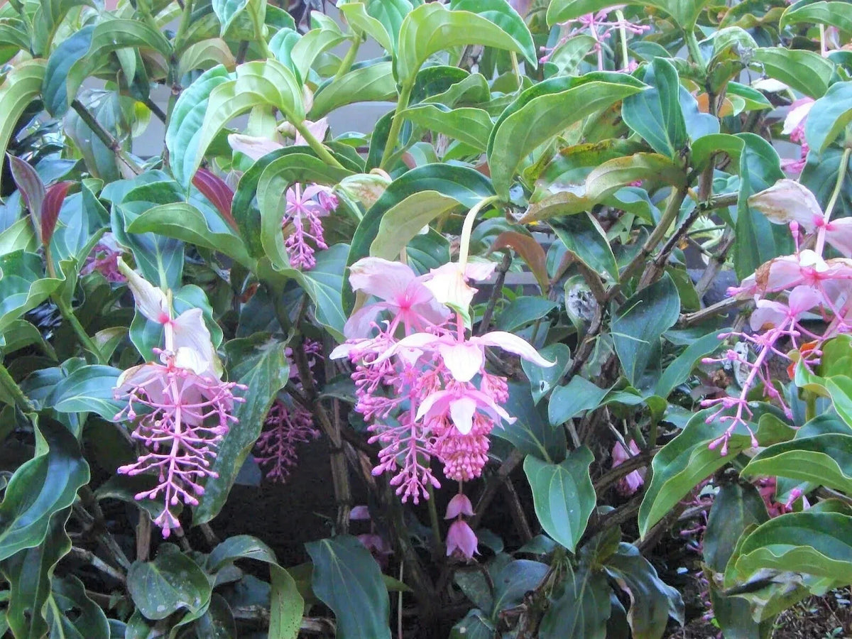 Royal Chandelier Medinilla Plant | Live Well Rooted Starter Plant | Rare Exotic Variety | Medinilla magnifica