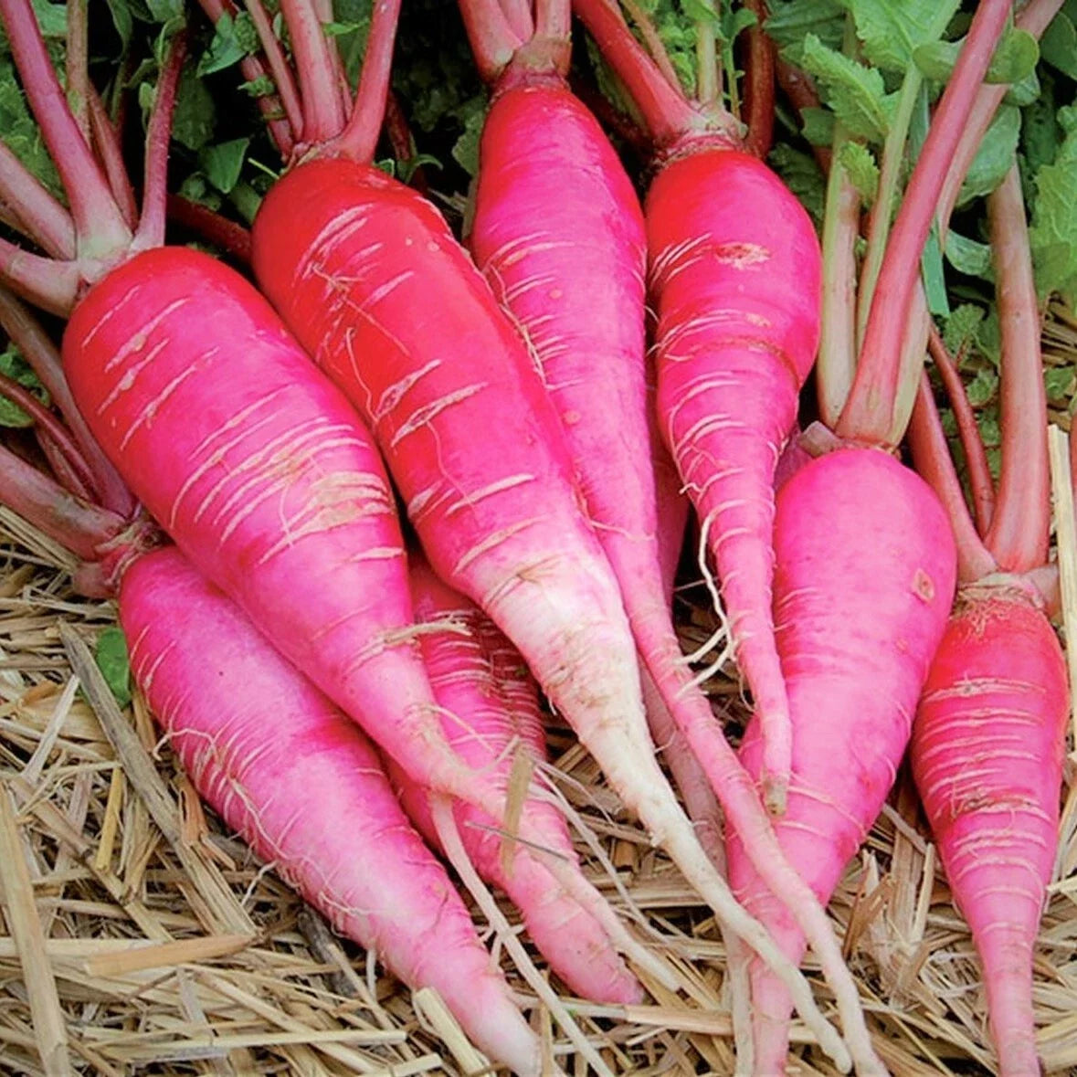 China Rose Radish Seeds - Pink Red White Garden Vegetable Seeds - Raphanus sativus - Heirloom Variety 2025