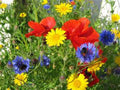 Wildflower Seed Mix 8oz - Colorful Border & Garden Blend - Native Wildflowers Mix for Vibrant Gardens