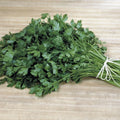 Italian Plain Leaf Parsley Seeds - Heirloom Fragrant Healthy Herb - Petroselinum crispum - 300 to 5000 Seeds