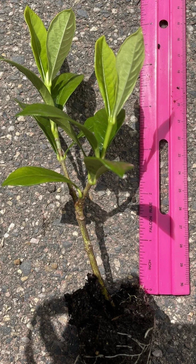 Gardenia Plants - 3 Rooted 4-5" Gardenias | Fragrant White Blooms | Ready to Transplant