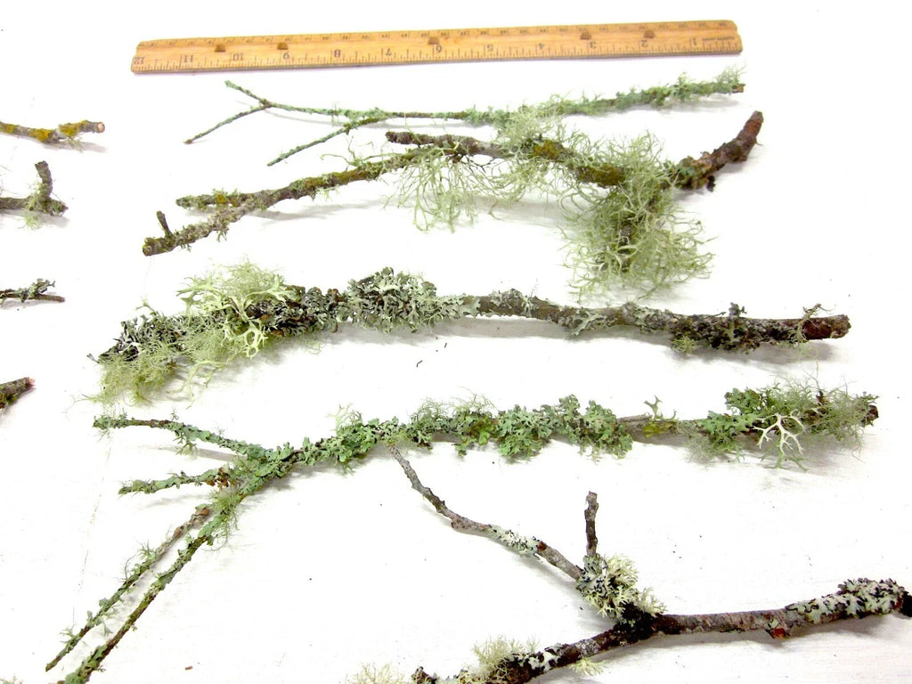 10 Live Lichen & Moss Covered Wood Sticks (6–12") for Terrariums & Fairy Gardens