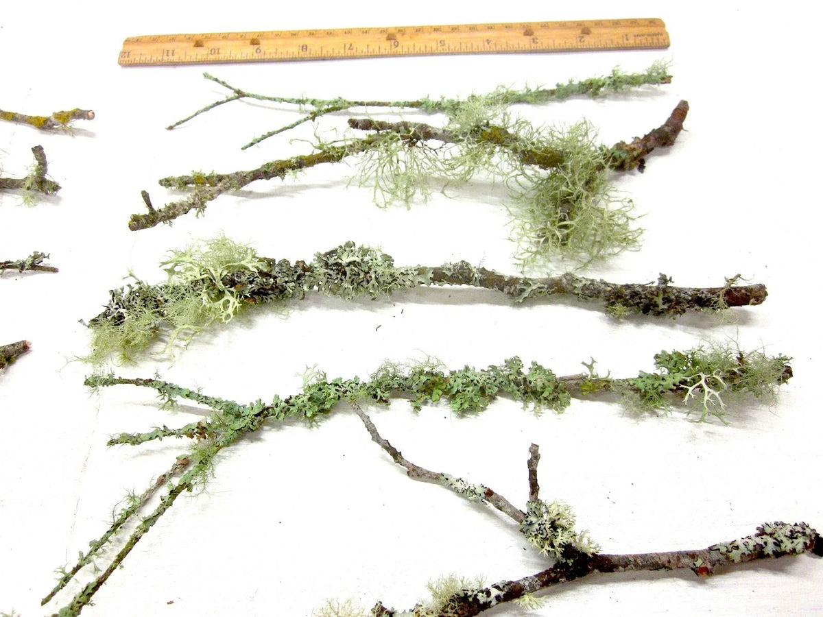10 Live Lichen & Moss Covered Wood Sticks (6–12") for Terrariums & Fairy Gardens