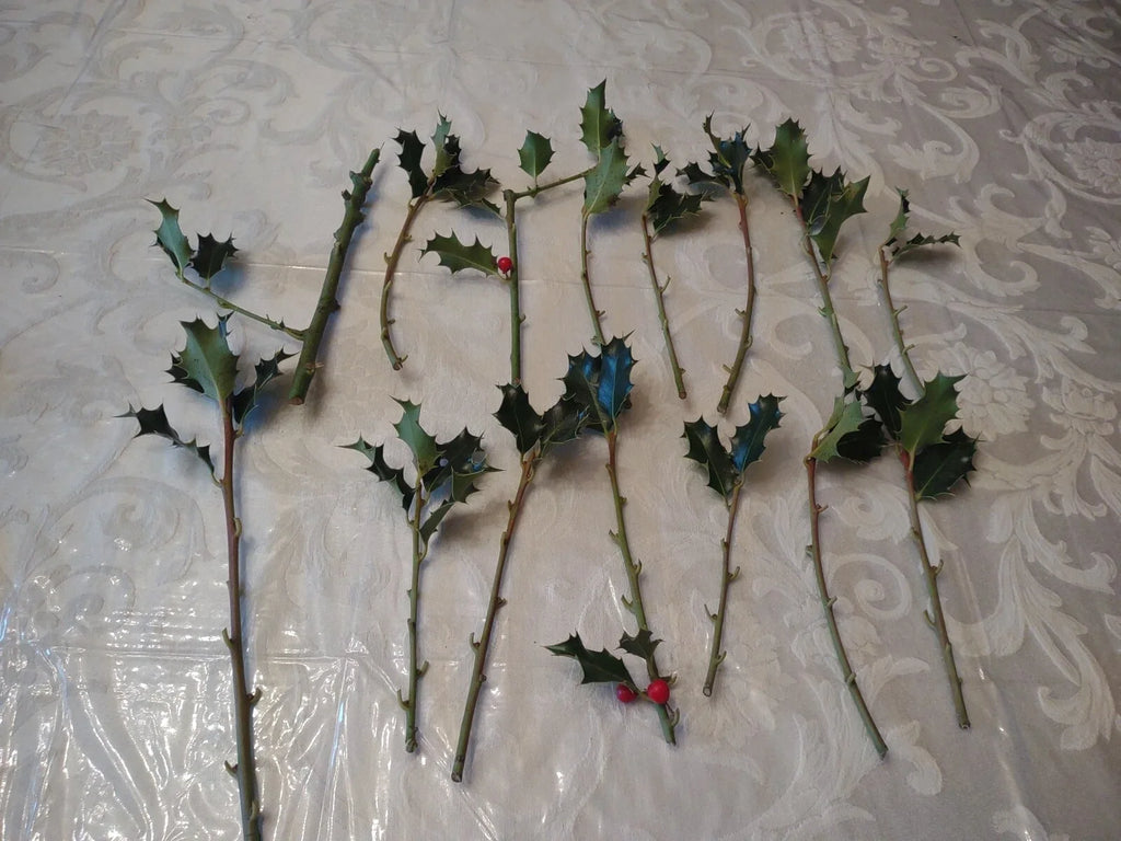 American Holly Cuttings (Ilex opaca) – 15 Fresh Unrooted, Organic, Live Evergreen