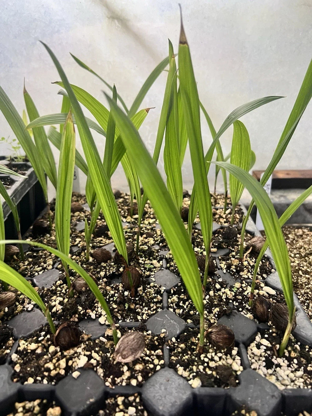 Queen Palm Seedlings (Syagrus romanzoffiana) Bare-Root Starter Plants - Set of 2