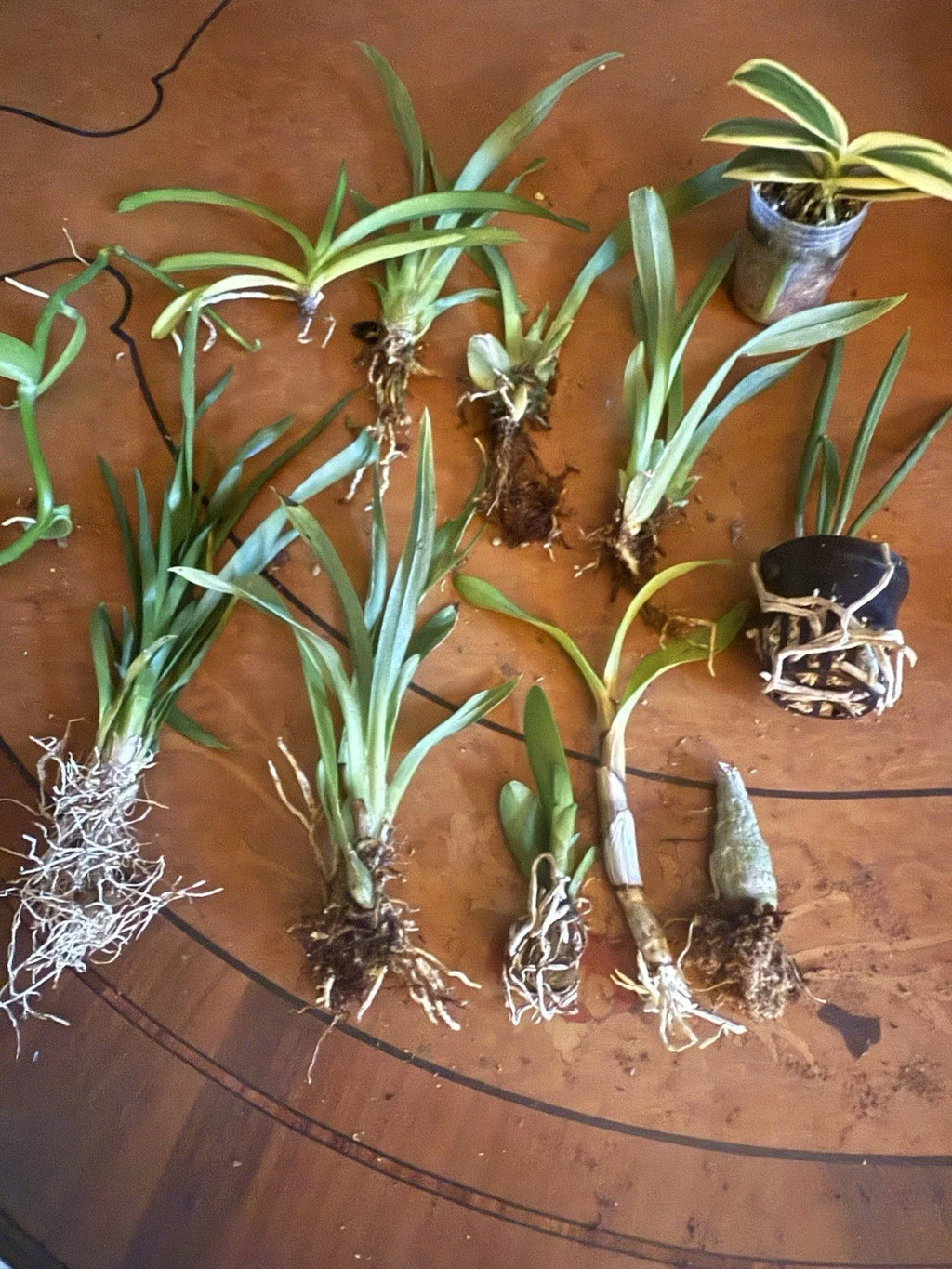 12 Bare Root Orchid Plants (3–5") | Assorted Varieties — Easy to Pot, Indoor Tropical Flowers