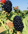 Blackberry Plants in 3" Pots - 2-Pack Ready to Plant, Sweet Juicy Fresh berries
