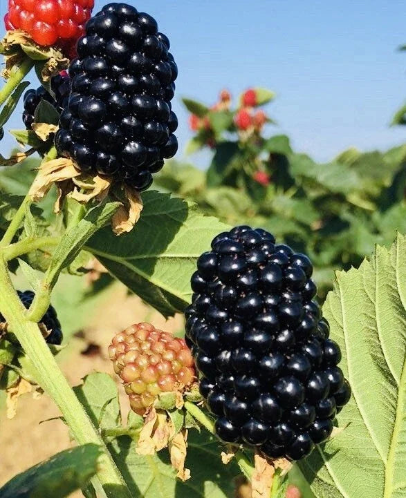 Blackberry Plants in 3" Pots - 2-Pack Ready to Plant, Sweet Juicy Fresh berries
