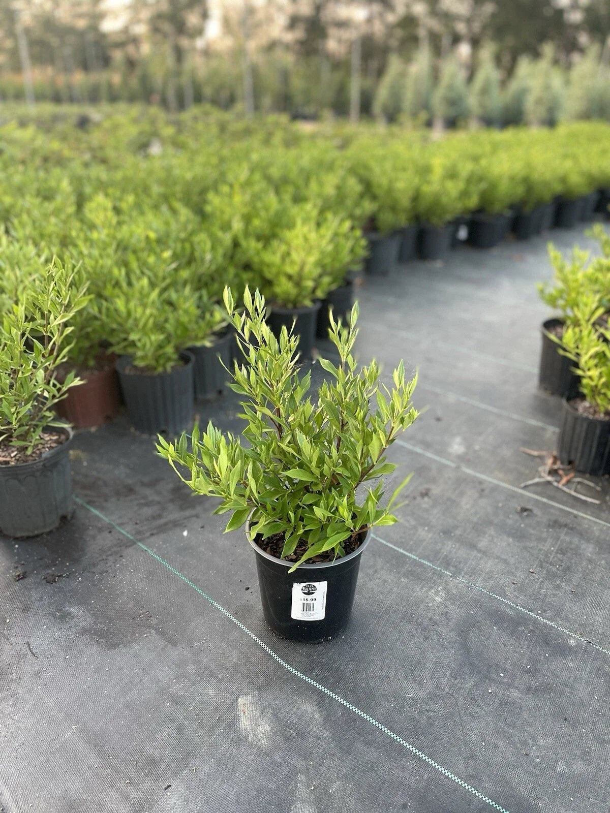 Frostproof Gardenia Live Mature Plant in 1 Gallon Pot – Fragrant White Blooms, Evergreen Shrub