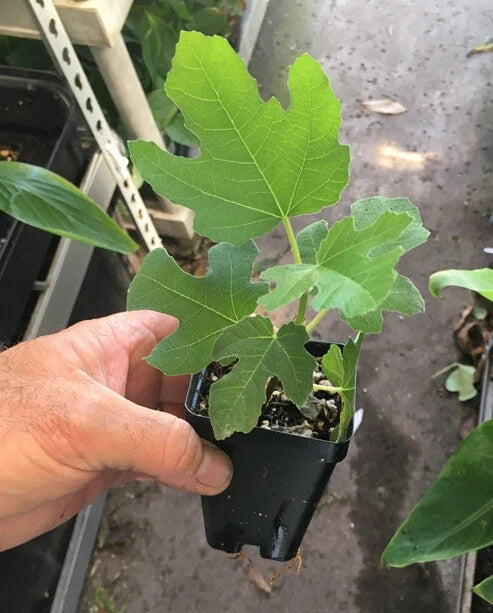 Chicago Hardy Fig Tree (Ficus carica) - Live, Self-Fertile, Cold-Hardy, Container or Ground Plant