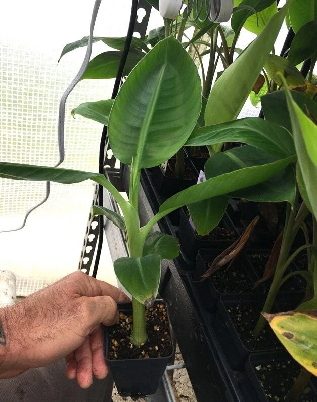 Dwarf Cavendish Banana Plant - Live Rooted Starter Plant, Edible Bananas, 5-8 ft
