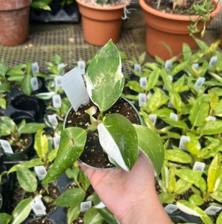 Philodendron White Princess Starter Plant 5–8" Bare-root Variegated Aroid