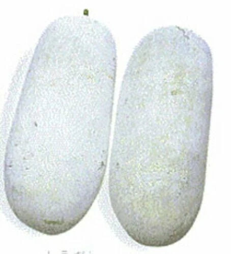 20 Wax Gourd Seeds - Fuzzy Winter Melon, Benincasa hispida - USA, Free Shipping
