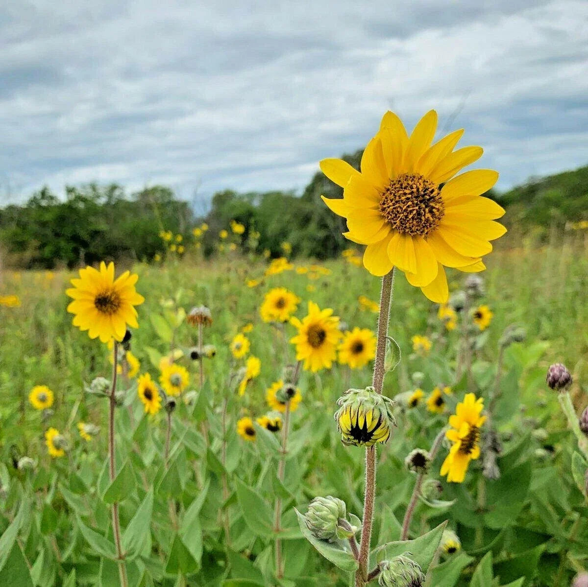 Downy Sunflower Seeds - 101+ Pack, Native Prairie Wildflower, Drought-Tolerant Summer & Fall Blooms (Helianthus mollis)