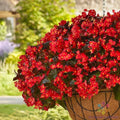 25+ Hula Red Begonia Seeds - Ideal for Garden Planting - Begonia x tuberhybrida - USA Grown, Free Shipping