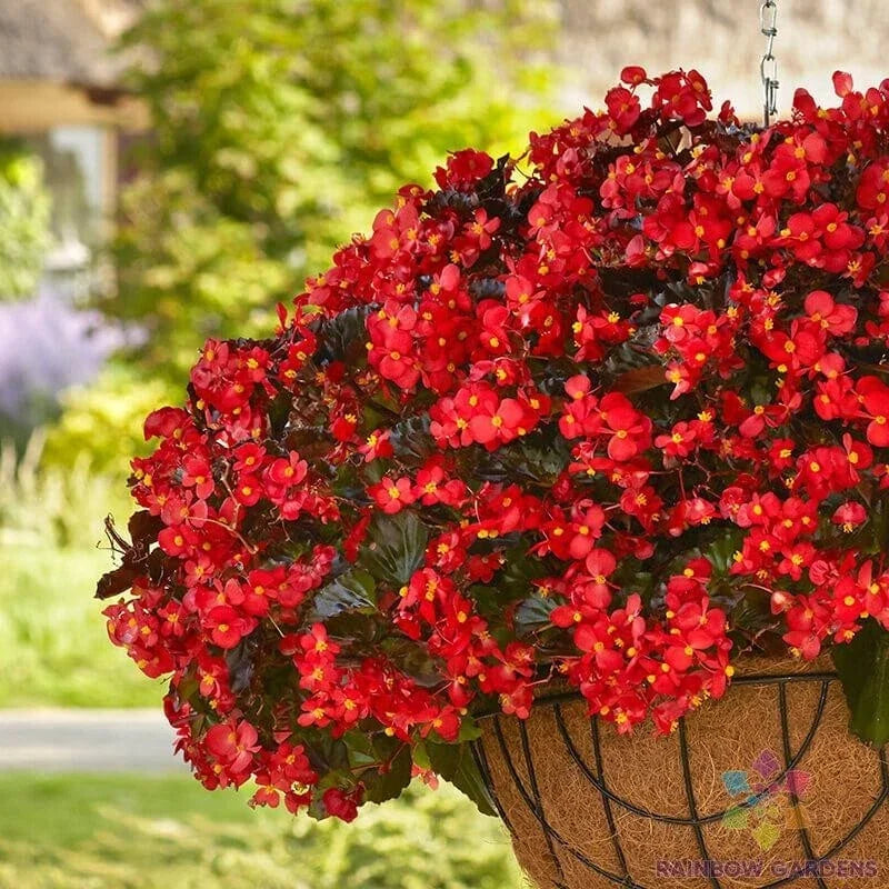 25+ Hula Red Begonia Seeds - Ideal for Garden Planting - Begonia x tuberhybrida - USA Grown, Free Shipping