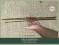 Silky Willow Cuttings | 12" Fresh Cuttings | Salix sericea | Native Willow Plant Cuttings for Gardening