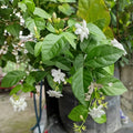 Arabian Jasmine Live Plant 15” Tall Starter in 2.25” Pot - Jasminum sambac - Fragrant Indoor/Outdoor Houseplant