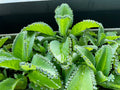 Kalanchoe Daigremontiana 'Mother of Thousands' Succulent Plant - Easy Care Houseplant for Indoor Gardening