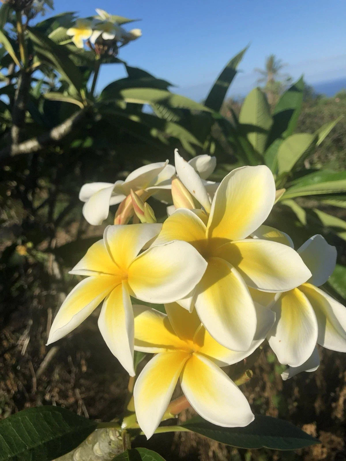 Yellow Plumeria Cutting - 10 Inch Rooted Frangipani - Hawaiian Grown (Plumeria spp.)