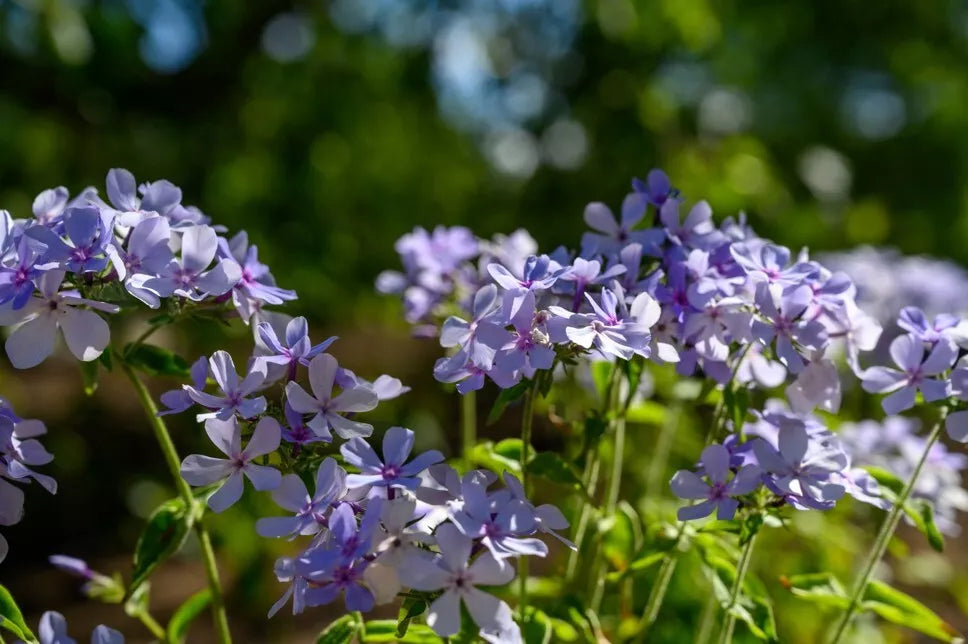 Chattahoochee Phlox Seeds - 100+ Bulk Pack for Garden Planting - Phlox paniculata - USA Grown