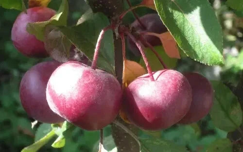 25+ Laura Crabapple Seeds for Garden Planting - Malus laurina - USA Grown, Organic, Free Shipping