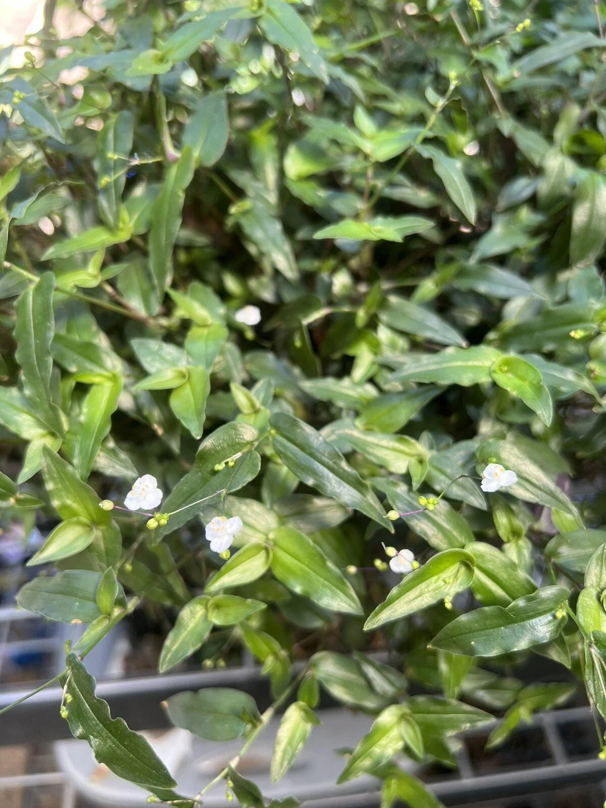 Tahitian Bridal Veil Cuttings - 10 Live Plants Gibasis pellucida - Easy Flowering Houseplant for Home Decor