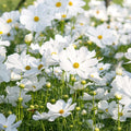 Cosmos Seeds - 200+ Count - Pure Variety for Garden Planting - Cosmos bipinnatus - USA Free Shipping