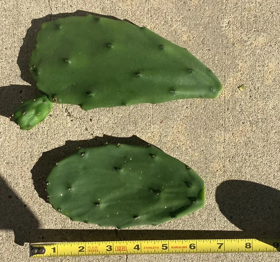 7 Fresh Prickly Pear Cactus Pads (Opuntia ficus-indica) Spineless Unrooted Pads for Cooking or Planting