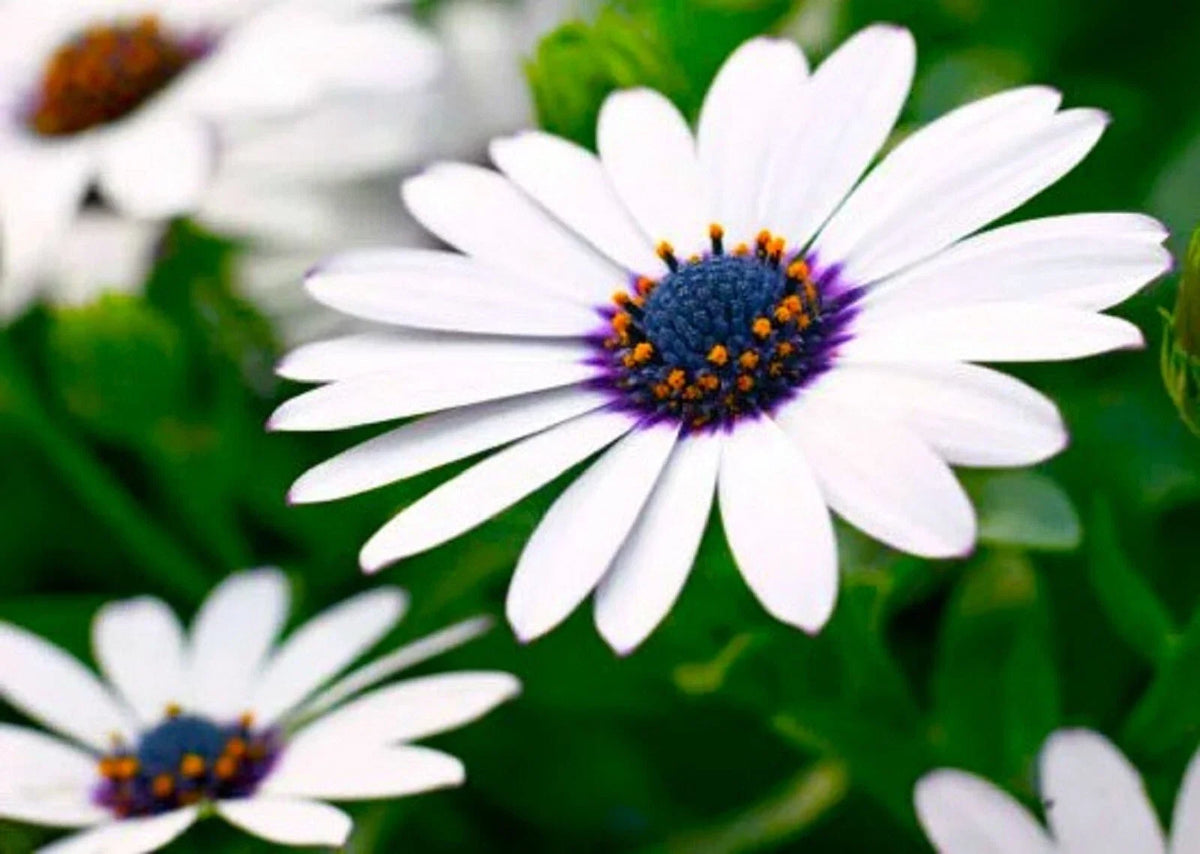 Cape Daisy Seeds - 30 Pack - Colorful African Daisy - Osteospermum