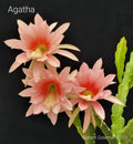 Epiphyllum 'Agatha' Unrooted Cutting - Rare Orchid Cactus - Unique Antique Plant Cutting