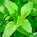 2000+ Lemon Balm Citronella Seeds - Non-GMO Perennial Insect Repellent (Melissa officinalis)