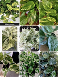 3 Well Rooted Marble Queen, N'Joy, Golden Pathos Plants in 3 Inch Pot - Epipremnum aureum Varieties