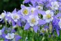 Colorado Blue Columbine Seeds - 50 Pack - Aquilegia caerulea - Perennial Wildflower Seeds for Garden Planting