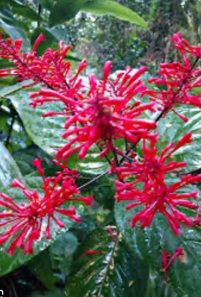 Red Firespike Plant Cuttings - 6 Organic Red Spike Plants for Butterfly & Hummingbird Gardens (Odontonema strictum)