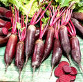 Cylindra Beet Seeds 100+ Non-GMO Heirloom Seeds for Planting (Beta vulgaris)