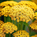 Gold Yarrow Seeds 500-10,000 Non-GMO Achillea millefolium