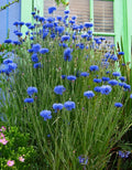 Batchelor Button Flower Seeds - Blueboy Variety - Florist Quality - Centaurea cyanus