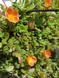 Coral Pink Purslane Cuttings - Single Flower - Portulaca oleracea