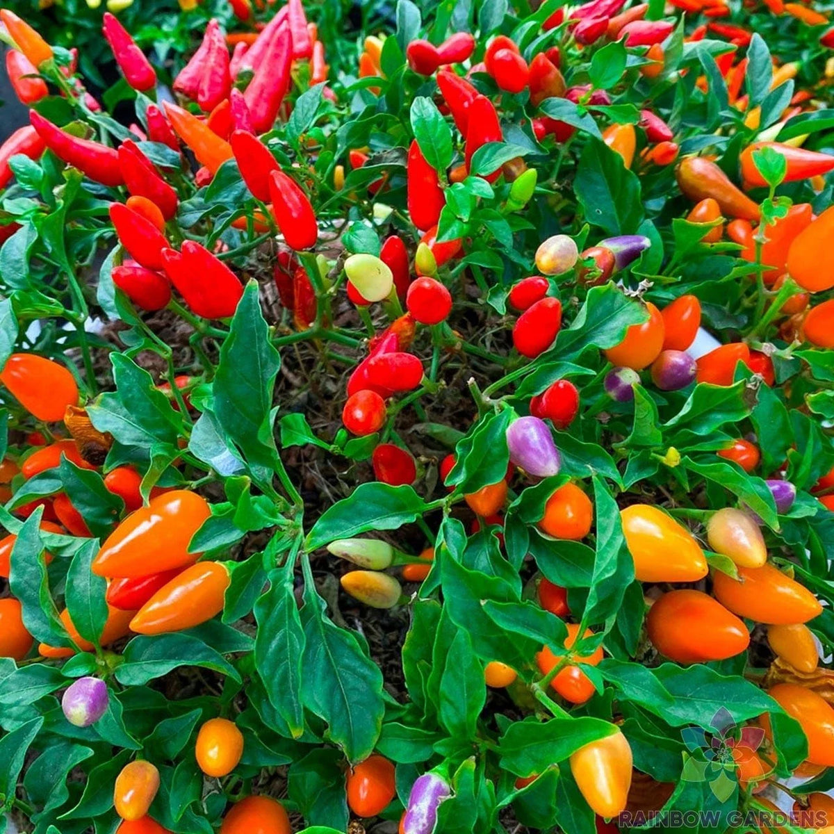 25+ Chinese Ornamental Hot Pepper Seeds - Capsicum annuum - Colorful Garden Variety - USA - Free Shipping