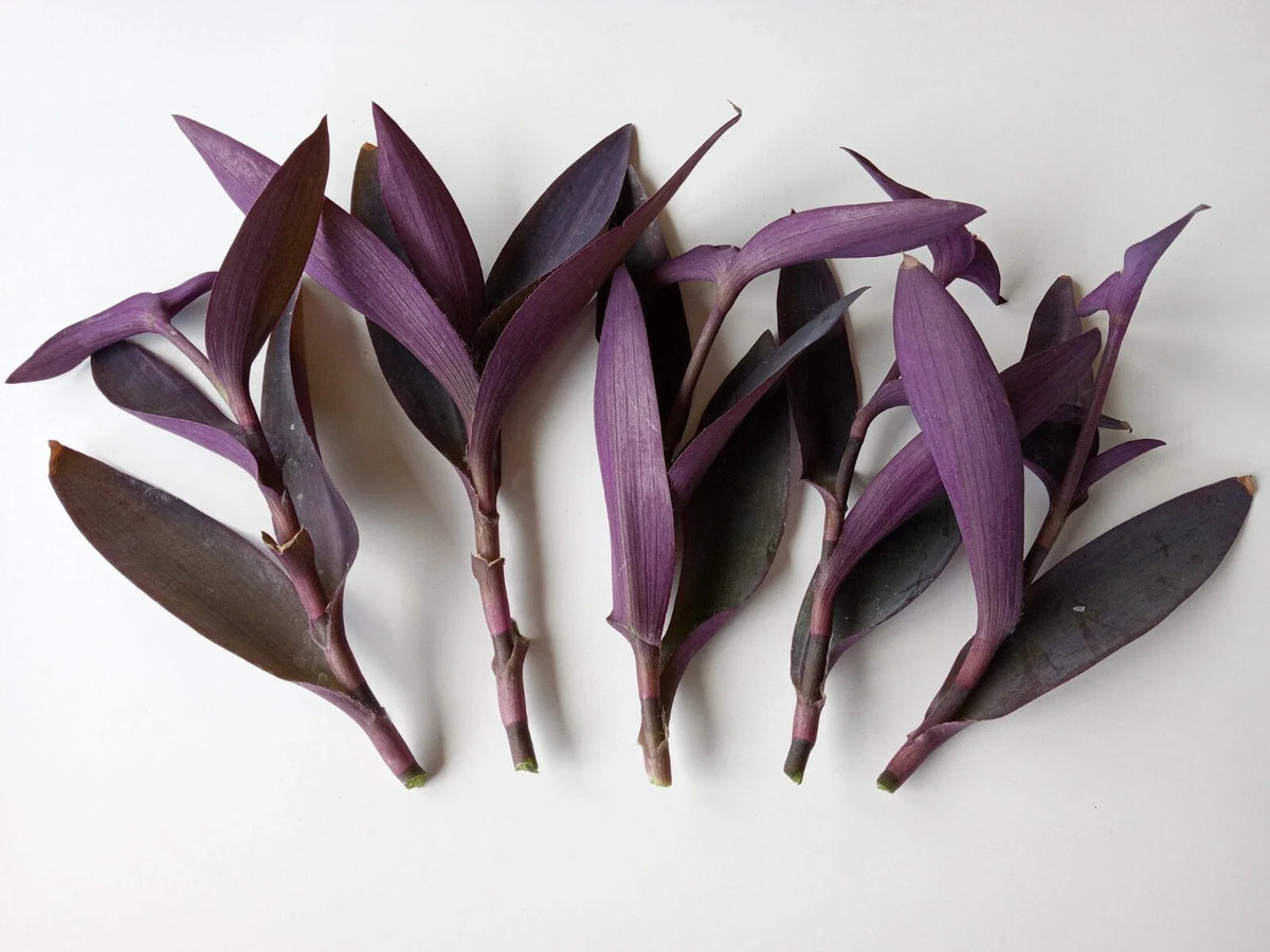 Large Purple Heart Tradescantia Pallida Cuttings - 7 Live Perennial Plants for Easy Gardening