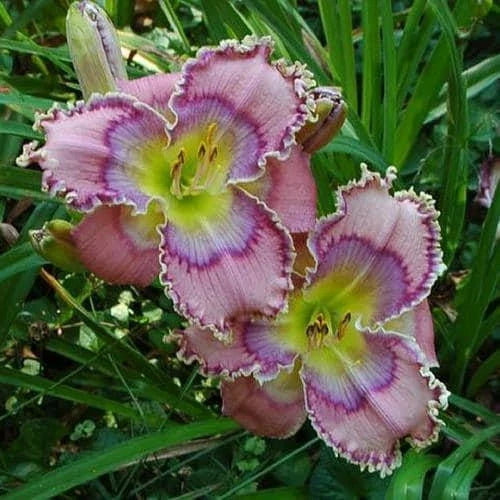 Daylily Live Plant - Tides Roll In - Beautiful SF Variety - Hemerocallis