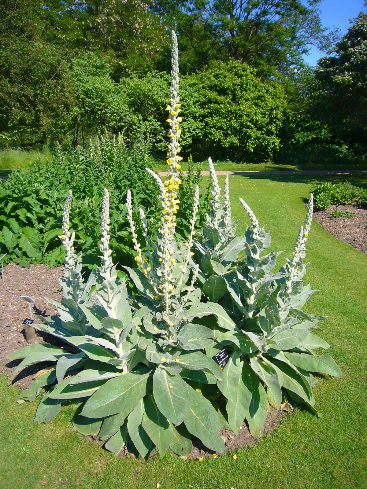 Bulk Mullein Seeds - 100 Seeds - Ornamental Flowering Plant - Medicinal Benefits - Verbascum thapsus