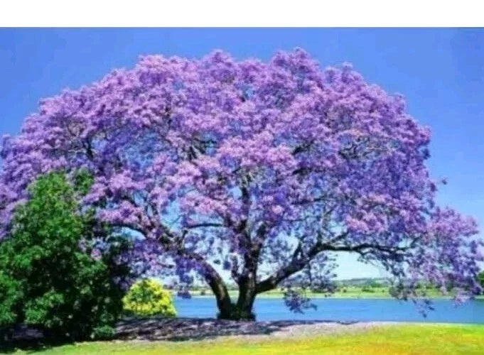 Jacaranda Tree Live Plant - 3-6" Tall - Purple/Blue - Ships Potted - Mimosifolia