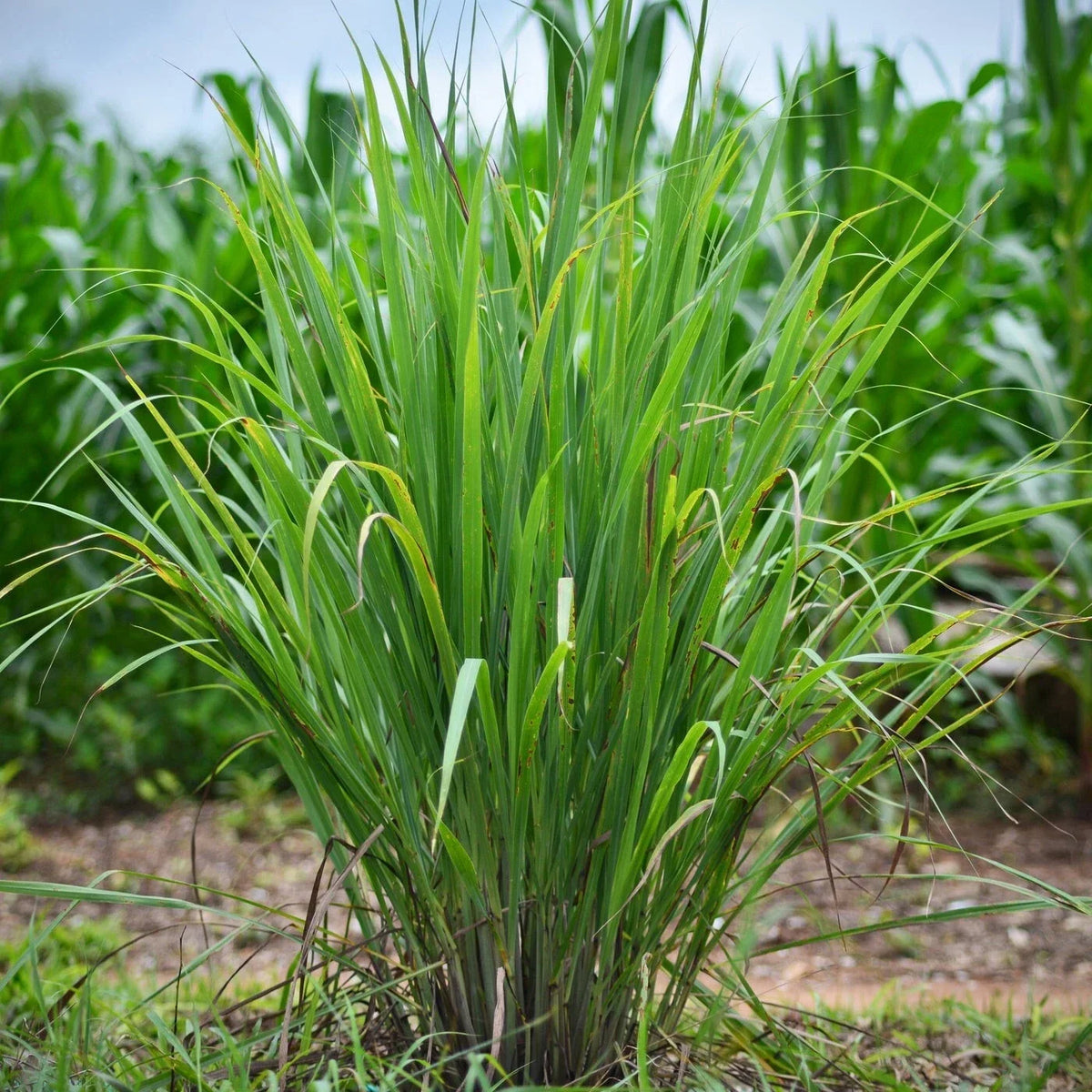 Set of 10 Edible Lemongrass Rooted Plants – Easy Grow Live Herb – Cymbopogon citratus – Ships Without Pot