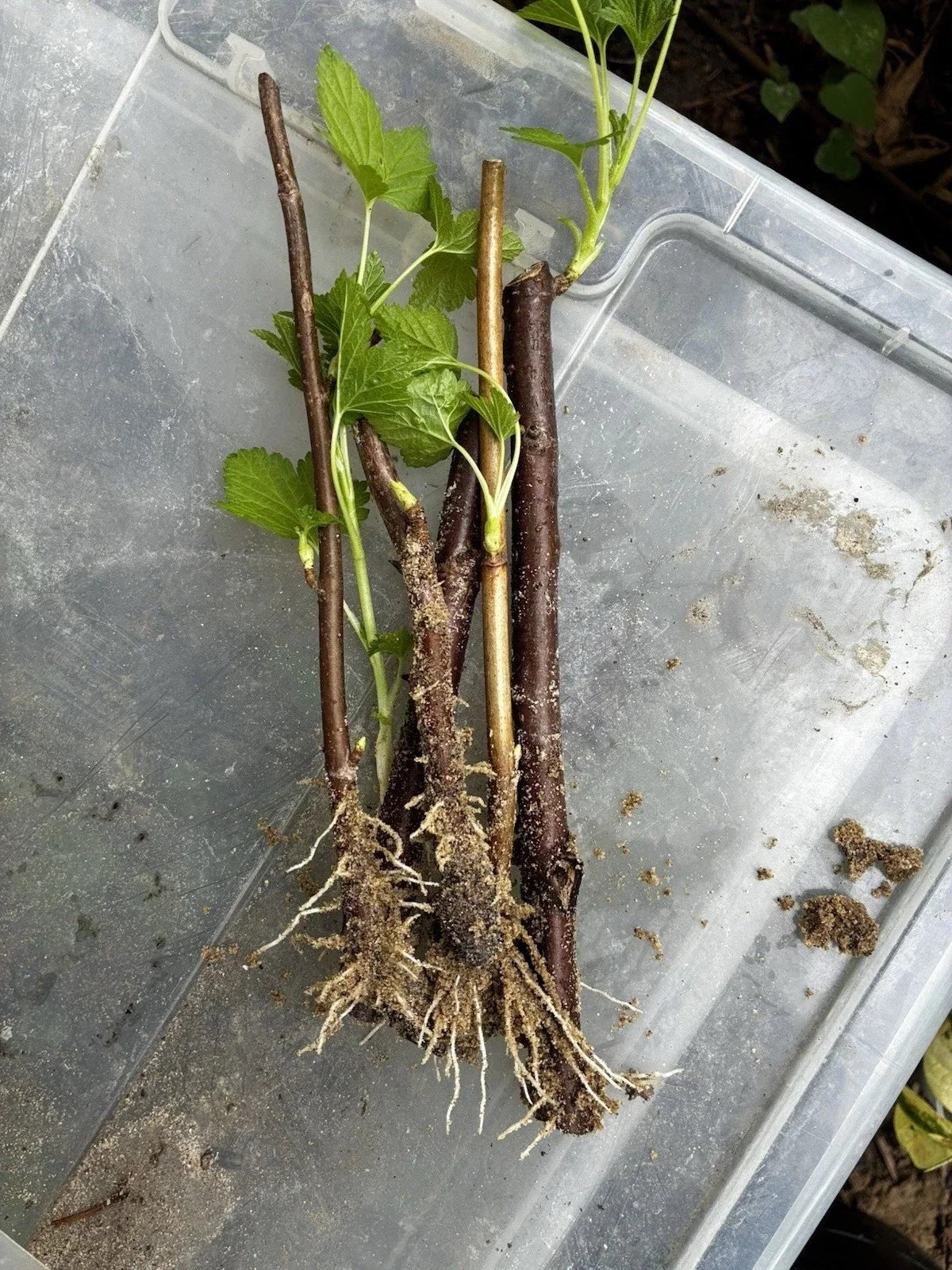 Black Currant Rooted Cuttings 3 Pc Ben Sarek Edible Ornamental Plant Ribes nigrum, Compact Growth, Cold Hardy, High Yield