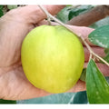 Taiwan Green Jujube Tree Graft Cutting 10" Large Juicy Sweet 19Brix Ziziphus jujuba 'Taiwan Honey Date'