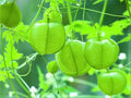 Love in the Puff Seeds - 10 Pack - Unique Edible Plant Seeds (Cardiospermum halicacabum)